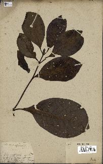 spécimen de Cinchona officinalis