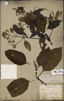 spécimen de Cinchona officinalis
