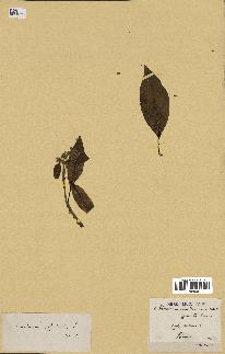 spécimen de Cinchona officinalis