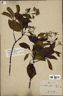 spécimen de Cinchona officinalis