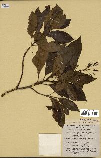 spécimen de Cinchona officinalis