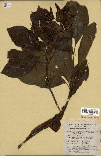 spécimen de Cinchona officinalis