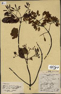 spécimen de Cinchona officinalis
