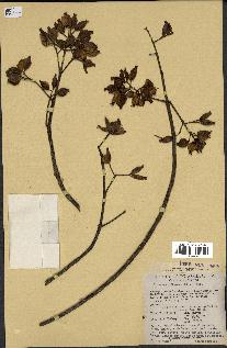 spécimen de Cinchona officinalis