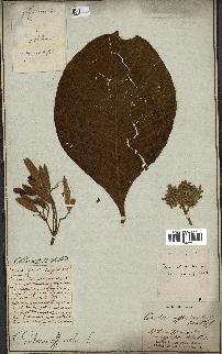 spécimen de Cinchona officinalis