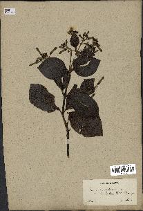 spécimen de Cinchona officinalis
