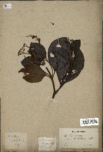 spécimen de Cinchona officinalis