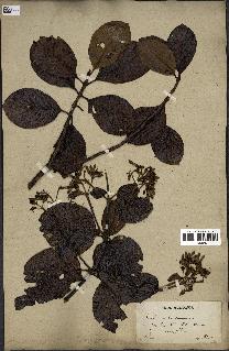 spécimen de Cinchona officinalis