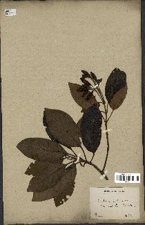 spécimen de Cinchona officinalis