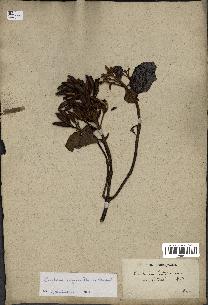 spécimen de Cinchona officinalis