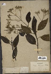 spécimen de Cinchona officinalis