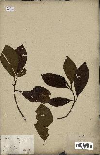 spécimen de Cinchona officinalis