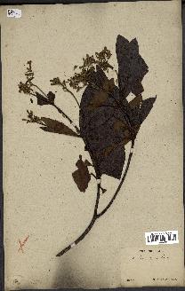 spécimen de Cinchona officinalis