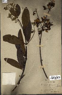 spécimen de Cinchona officinalis