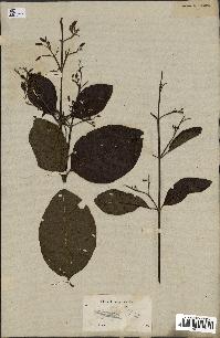 spécimen de Cinchona officinalis