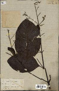 spécimen de Cinchona officinalis