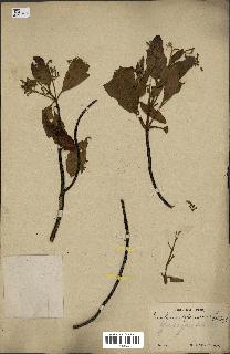 spécimen de Cinchona officinalis