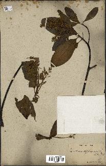 spécimen de Cinchona officinalis