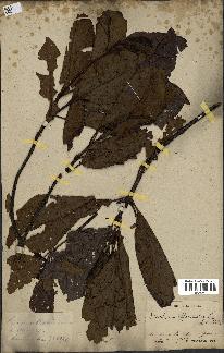 spécimen de Cinchona officinalis