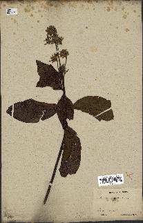 spécimen de Cinchona officinalis
