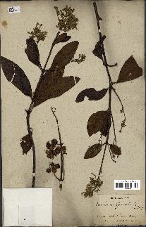 spécimen de Cinchona officinalis