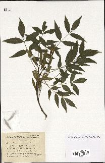 spécimen de Fraxinus angustifolia