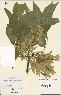 spécimen de Fraxinus pennsylvanica