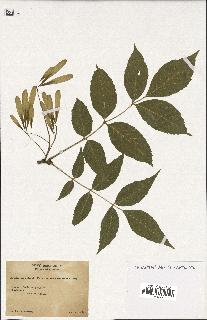 spécimen de Fraxinus pennsylvanica