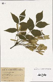 spécimen de Fraxinus pennsylvanica