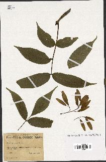 spécimen de Fraxinus nigra