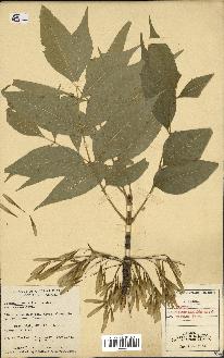 spécimen de Fraxinus pennsylvanica