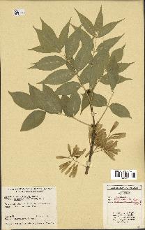 spécimen de Fraxinus pennsylvanica