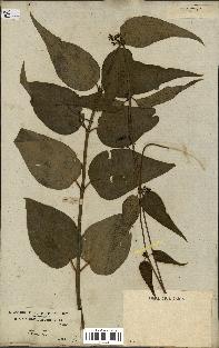 spécimen de Vincetoxicum nigrum