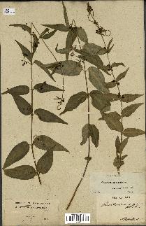 spécimen de Vincetoxicum nigrum