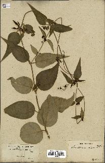 spécimen de Vincetoxicum nigrum