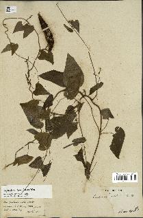 spécimen de Cynanchum laeve