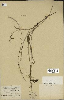 spécimen de Cynanchum parviflorum