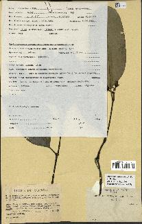 spécimen de Picralima nitida