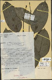 spécimen de Picralima nitida