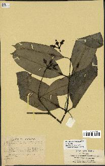 spécimen de Picralima nitida