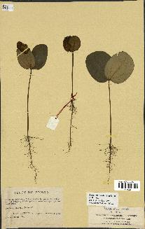 spécimen de Picralima nitida