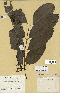 spécimen de Picralima nitida