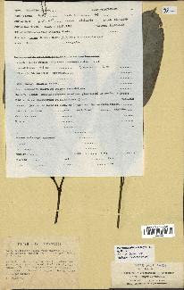 spécimen de Picralima nitida