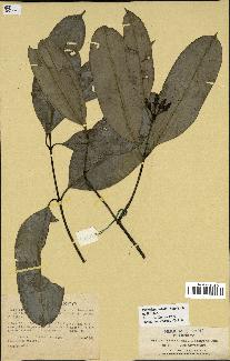 spécimen de Picralima nitida