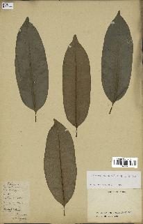 spécimen de Picralima nitida