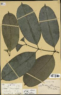 spécimen de Picralima nitida