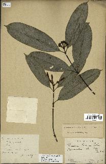 spécimen de Picralima nitida
