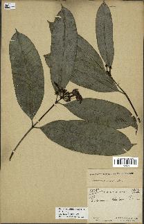 spécimen de Picralima nitida