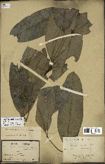 spécimen de Picralima nitida