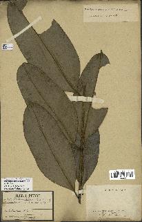 spécimen de Picralima nitida